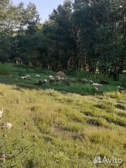 8 ягнят, 8 маток, 11 ярок, 2козла