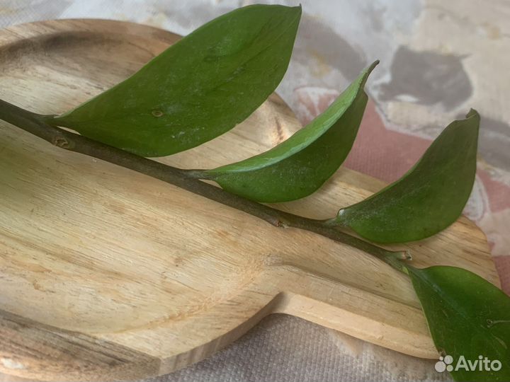 Замиокулькас