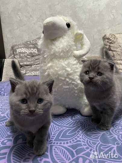 Шотландские котята