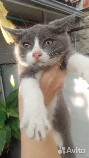 Кошечка в добрые ручки