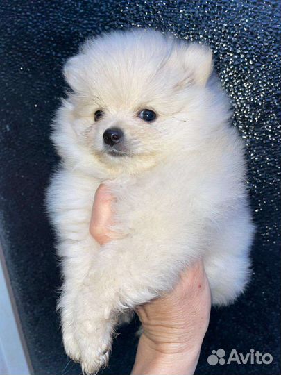 Щенки шпица