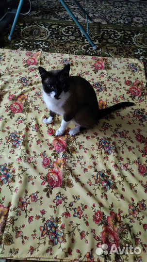 Шторы - занавески