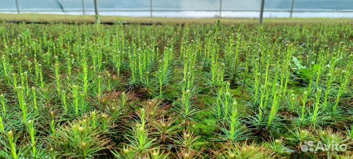 Сеянцы ели европейской зкс