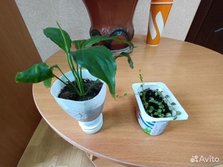 Комнатные и офисные цветы