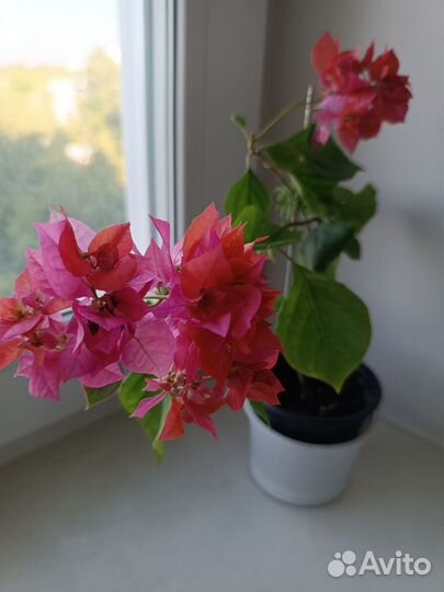 Бугенвиллия взрослая