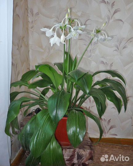 Эухарис амазонская лилия