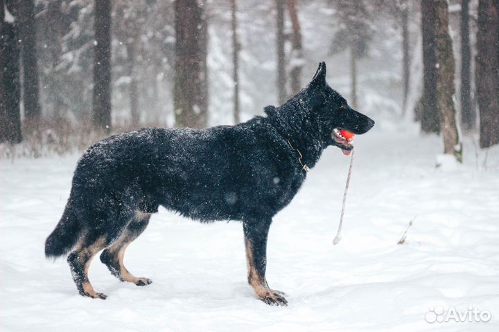 Кобель вязка