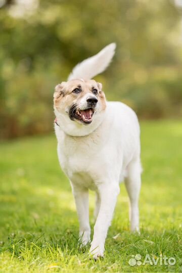 Собака в добрые руки