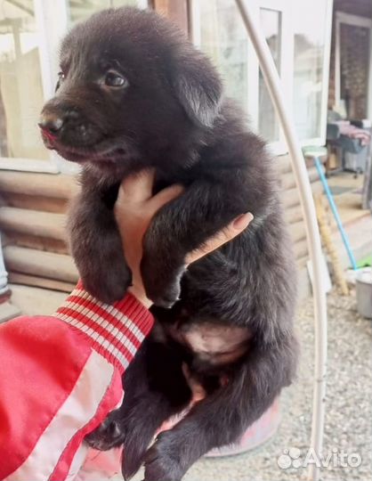 Продам щенков чёрной овчарки