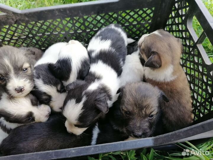 Щенки