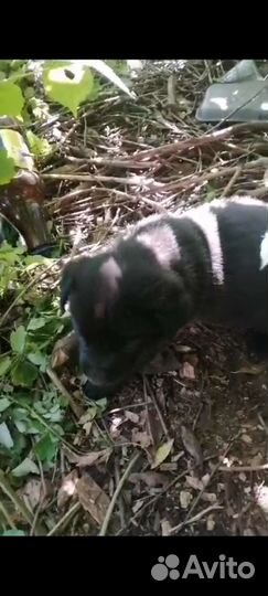 Собаки в добрые руки