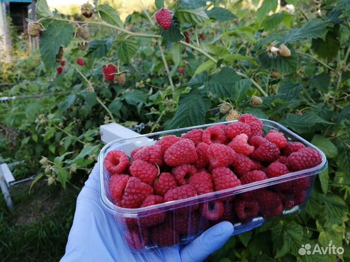 Малина крупноплодная