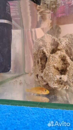 Цихлиды лабидохромис еллоу