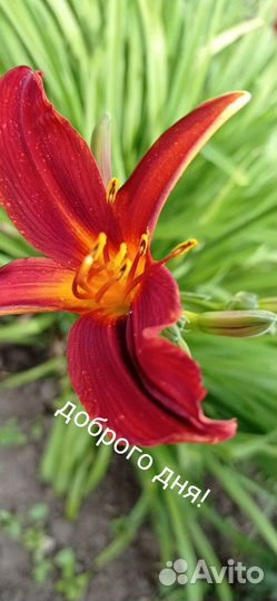 Многолетние цветы для сада