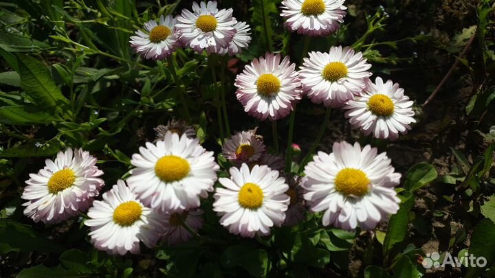 Маргаритки многолетние