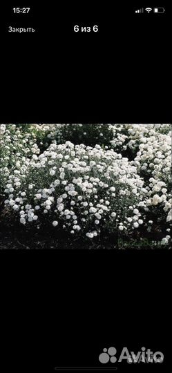 Цветы многолетники для сада