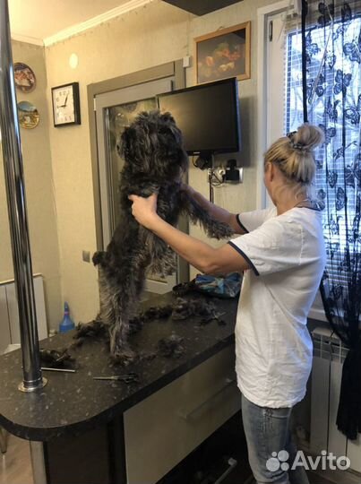 Стрижка кошек и собак(груминг) с выездом на дом