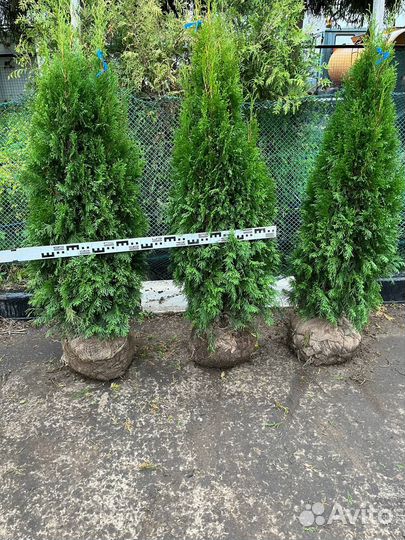 Туя Смарагд 120-140