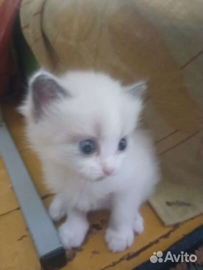 Кошки бесплатно