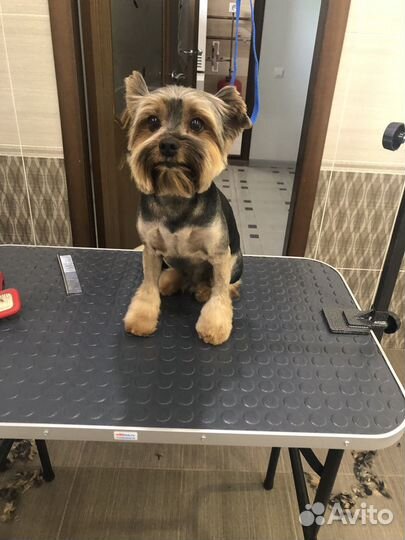 Грумер стрижка собак