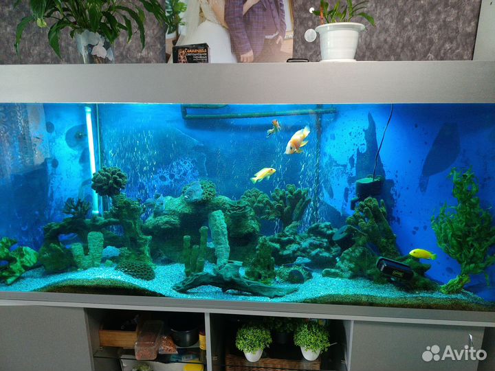 Кораллы для аквариума