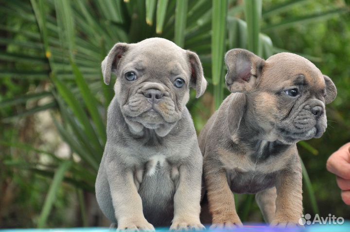 Французские бульдоги 2 мес