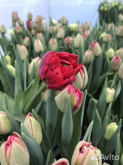 Тюльпан пионовидный скарлет верона