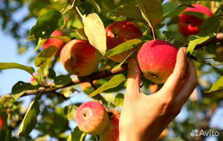 Работа по сборке яблок. Вахта