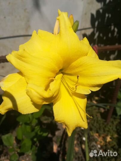 Жёлтая лилия