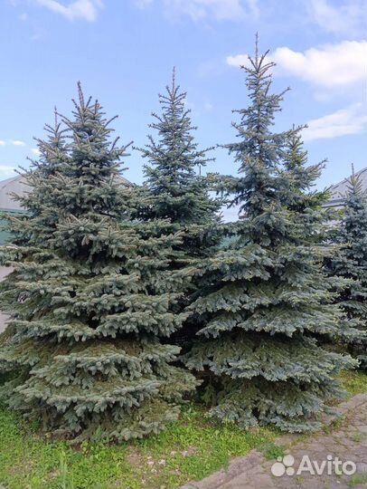 Голубая ель, серебристые, зелёные