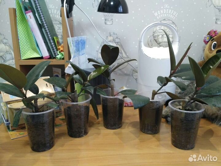 Фикус каучуконосный