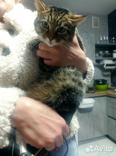 Кошка в дар