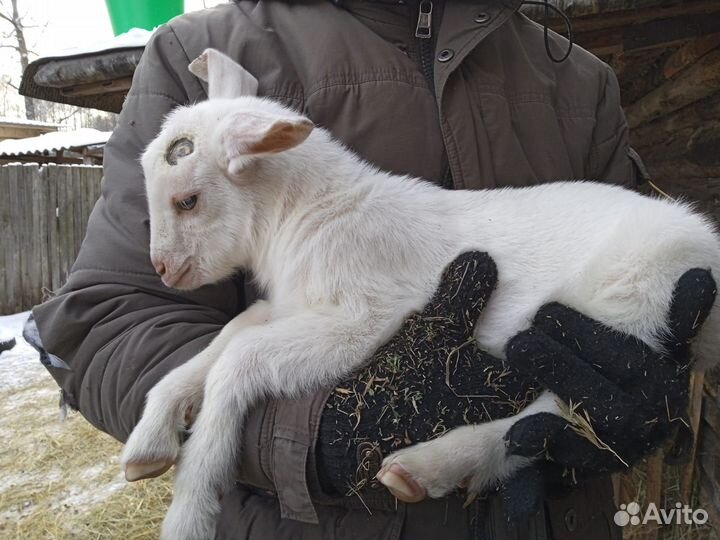 Продам козлика на племя