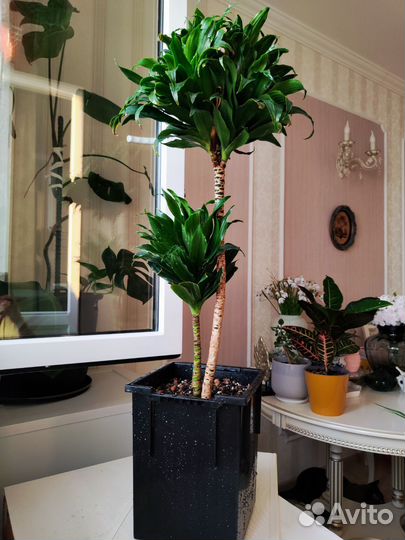 Драцена компакта