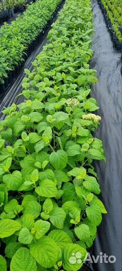 Гортензия древовидная анабель