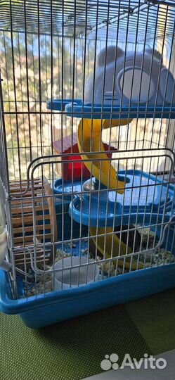 Хомяки мальчики 2 шт