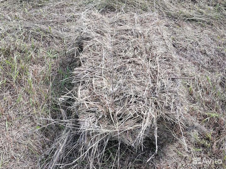 Сено в тюках