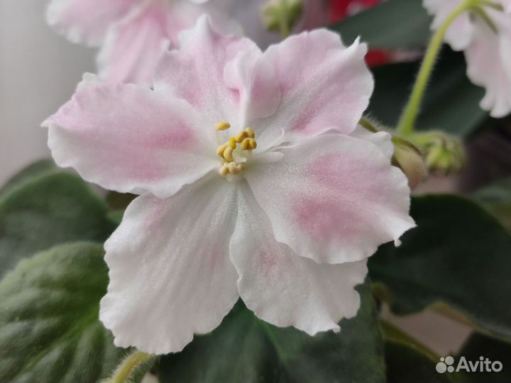 Сортовые фиалки цветущие