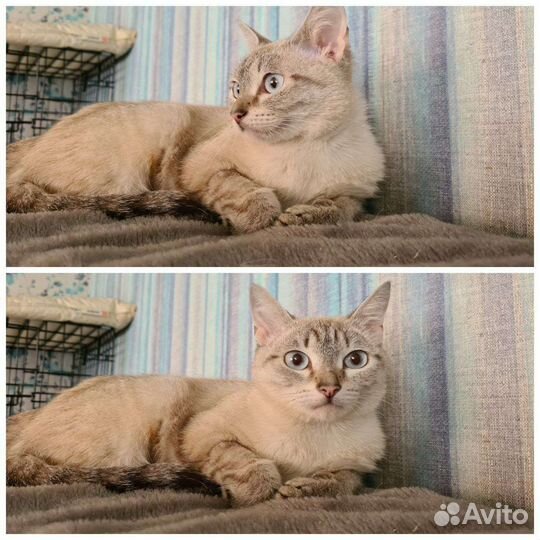 Молодая кошечка