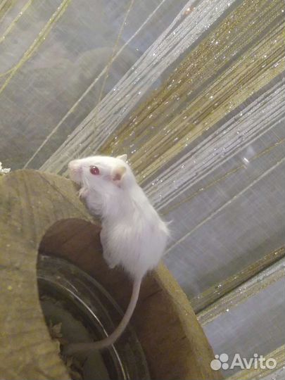 Песчанки монгольские