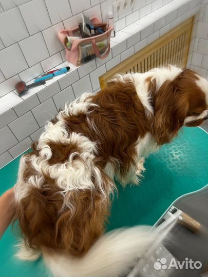 Породный груминг кавалер кинг чарльз спаниель