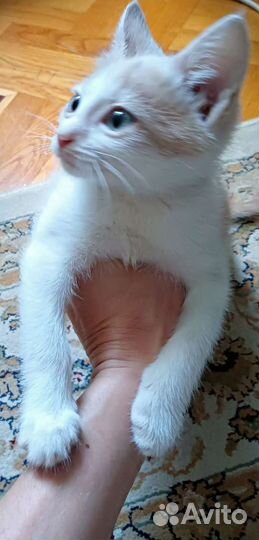 Кошка в дар бесплатно