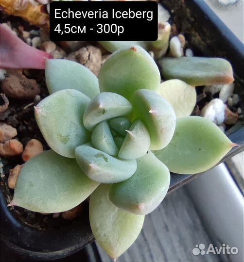 Суккуленты 2