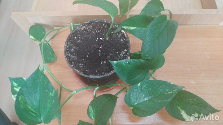 Эпипремнум