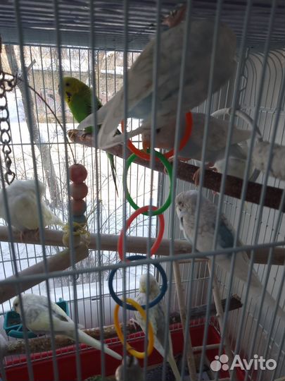 Волнистый попугай