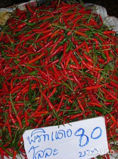 Острый перец Чили - рассада