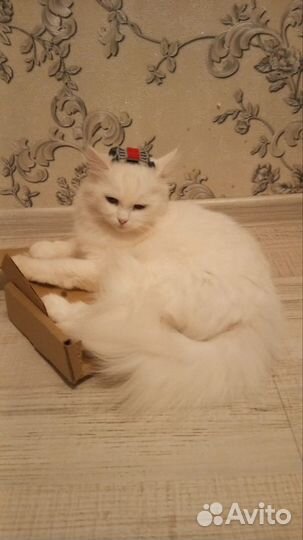 Видеокарта rtx 4060 бу