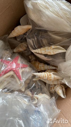 Морские ракушки