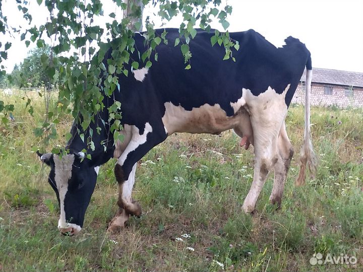 Продам корову