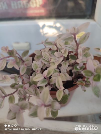 Кализия розовая, альтернатера за оба цветка